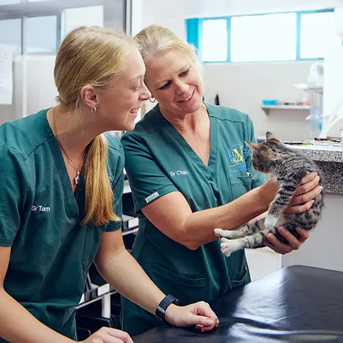 Free pet consults